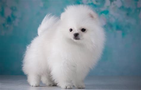 Fluffy Puppies Wallpapers - Wallpaper Cave