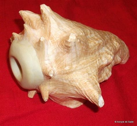 Queen Conch Shell Horn for Ritual Use Weddings LOUD