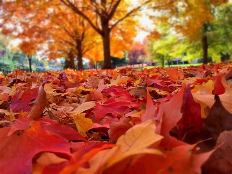 El otoño la estación del cambio y la renovación