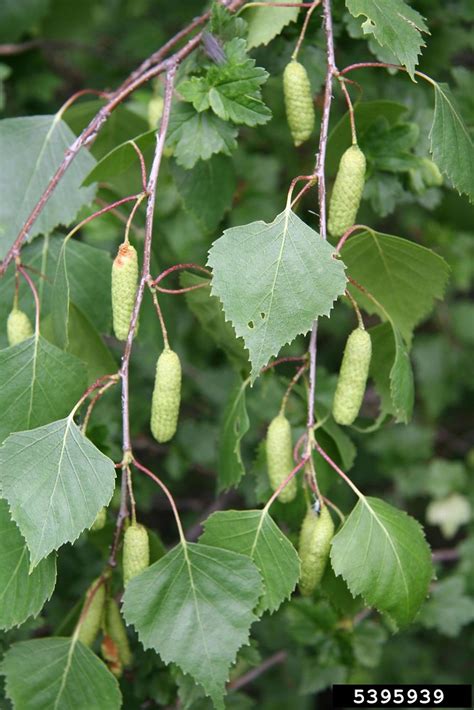 Betula pendula (European weeping birch): Go Botany