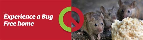 Mice Pest Control Sydney | Mice Control & Removal Bug Free Call Now