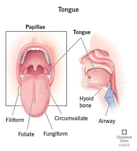 Tongue Muscles Anatomy