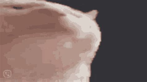 Cat Transparent Background GIFs | Tenor