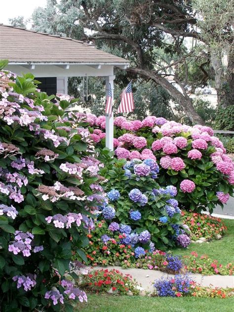 Flowering Shrubs for Shade Gardens | HGTV