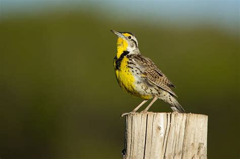 Western Meadowlark | LandPKS