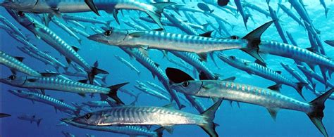 Barracuda Fishing - Fish Charter Curacao