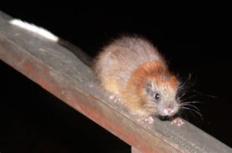 Adorable Ginger Rat Rediscovered after 113 Years | Featured Creature