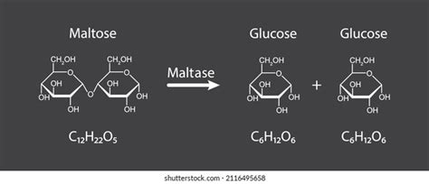 Maltase Enzyme Effect On Maltose Sugar Stock Vector (Royalty Free) 2116495658 | Shutterstock