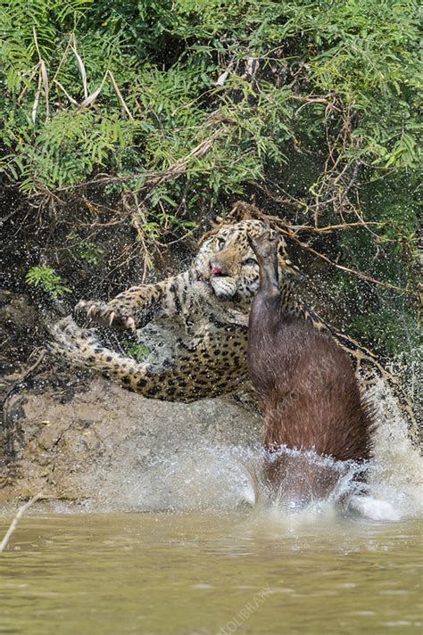 Jaguar male hunting - Stock Image - C048/4445 - Science Photo Library