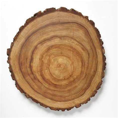 Natural Large Wood Slab Tree Slices 18.5 inch 47cm by 2001photo