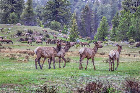 Elk Herd 2 Photograph by Lorraine Baum