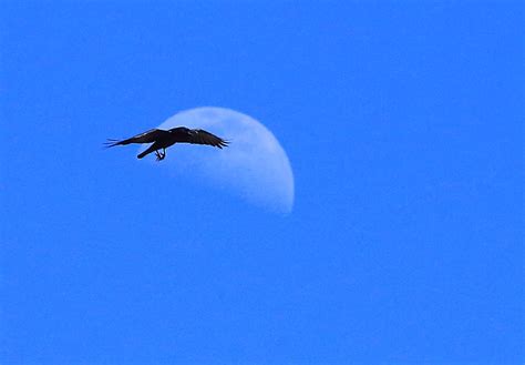 Its a Raven's Moon today. | Canon Forums