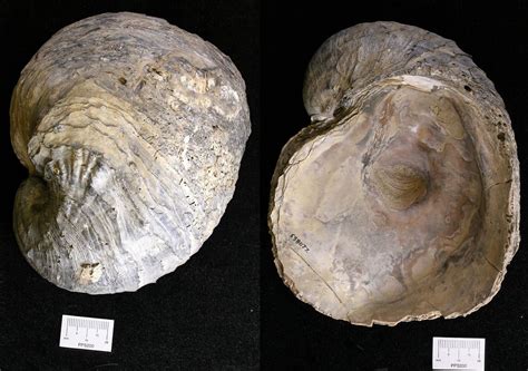 Fossils of the Coastal Plain — Earth@Home