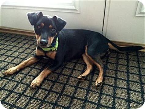 Houston, TX - Rat Terrier/Miniature Pinscher Mix. Meet Bubbles a Dog for Adoption.