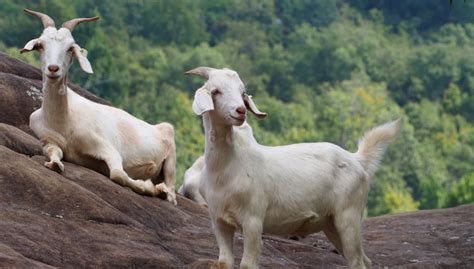 Kiko Goats: Everything You Need to Know About This Breed