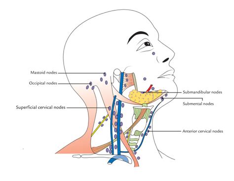 Lymph Nodes of Neck or Cervical Lymph Nodes – Earth's Lab