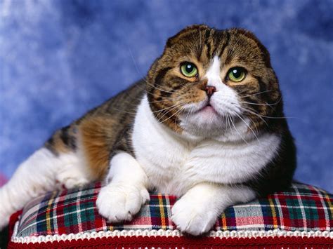 Brief History of Scottish Fold Cats - Neat-Pets ( Dogs & Cats )