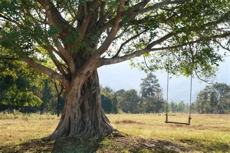 21 Best Tree Swing Ideas: Images and Inspiration 2024: Own The Yard