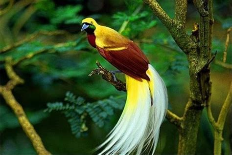 Beautiful Birds of Paradise in the World | Bayoe San