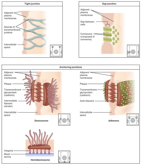 What is the Difference Between Adherens Junctions and Desmosomes | Compare the Difference ...