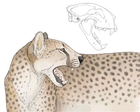 The Giant Cheetah (Acinonyx pardinensis) of early and middle Pleistocene Eurasia. Credit goes to ...