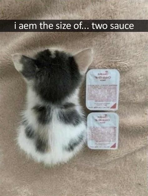 i aem the size of 2 sauce | Chick-fil-a Sauce Cat | Know Your Meme