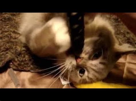 Blue Lynx Mitted Female Ragdoll Cat Biting Furminator - Floppycats - YouTube