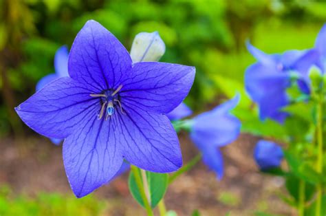 Breathtaking Compilation of Over 999 Blue Flower Images in Full 4K