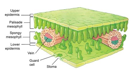 Leaf Epidermis Labeled