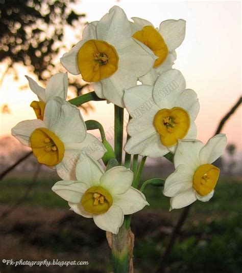 Narcissus tazetta Flower | Nature, Cultural, and Travel Photography Blog