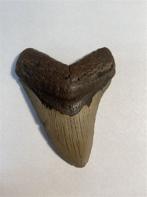 Megalodon Tooth, Shark Tooth, 100% Authentic - craibas.al.gov.br