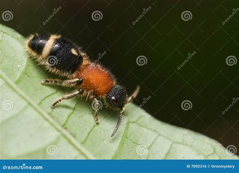 Velvet Ant Aka Cow Killer Royalty Free Stock Image - Image: 7092316