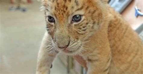 New Liger Cubs At Jungle Island