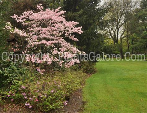 Westcroft Gardens - USA - Gardens, Parks, Squares and Open Spaces - Presented by PlantsGalore.Com