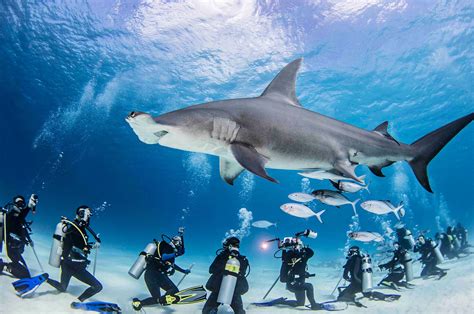 5 Best Place to Dive with Hammerhead Sharks - DivingPicks.com