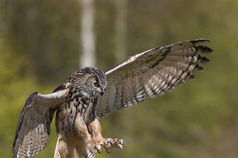 Bird of Prey Attacking Prey. European Eagle Owl Hunting. Stock Photo - Image of animal, flying ...