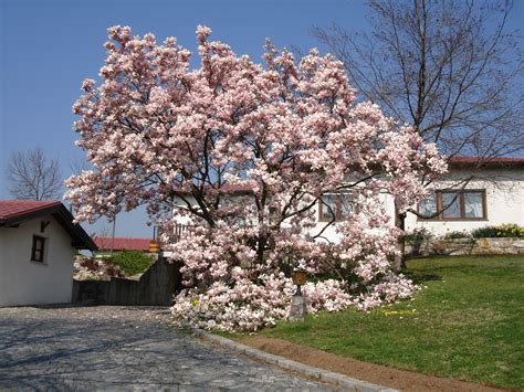 File:Magnolia tree Austria.jpg - Wikipedia, the free encyclopedia