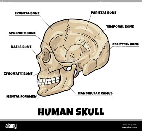 illustration of human skull bones anatomy diagram Stock Vector Image & Art - Alamy