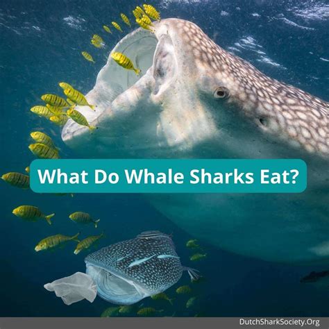 What Do Whale Sharks Eat? - Dutch Shark Society