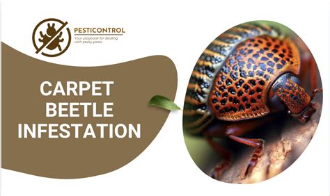 Carpet Beetle Infestation? Here's What You Need To Know!