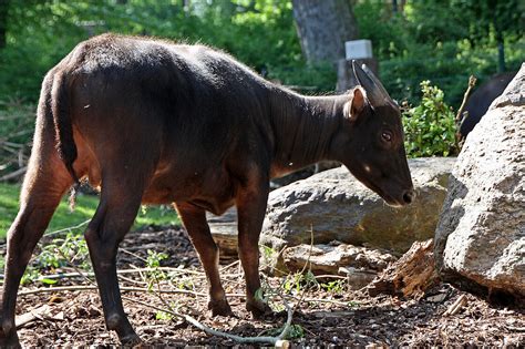 The Anoa is waiting for you at Zoo Leipzig!