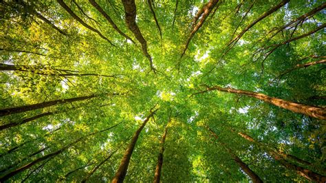 The Canopy Above 3840 2160 | Nature tree, Tree canopy, Forest wallpaper