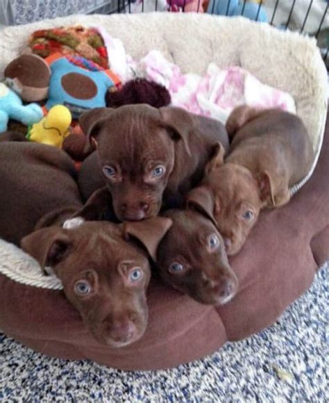 Chocolate Lab Pitbull Mix Puppy | Pitbull Puppies