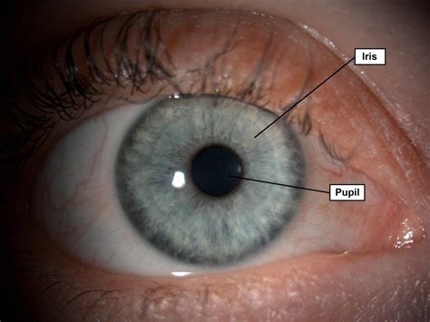 Iris and Pupil - Gene Vision