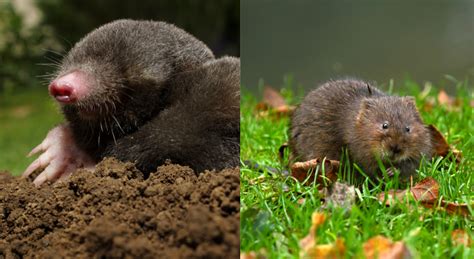 Voles Vs Moles – What are the Differences? - Pest Exterminators