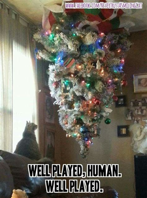 Funny Cat Christmas Tree Pics - Cat Mania