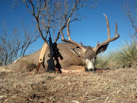 Mule Deer Hunting - Giant Muleys - Big Alamocitos Muleys