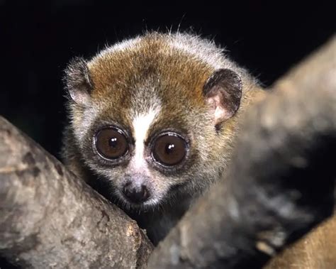 Pygmy Slow Loris - Facts, Diet, Habitat & Pictures on Animalia.bio