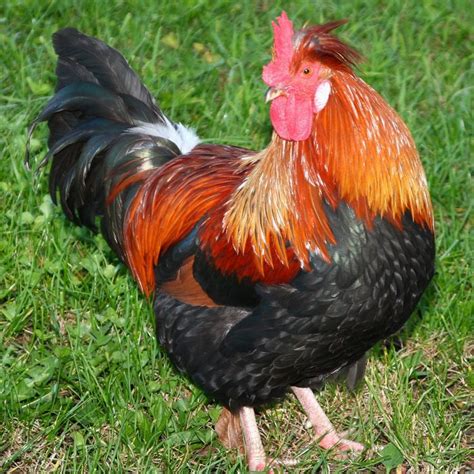 Top 13 best and most productive egg laying chicken breeds