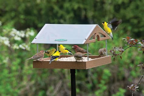 Top 10 Best Window Bird Feeders for 2024 Reviews | OrBirds